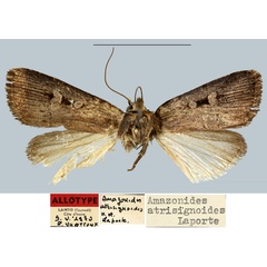 /filer/webapps/moths/media/images/A/atrisignoides_Amazonides_AT_MNHN.jpg