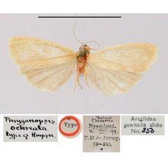 /filer/webapps/moths/media/images/O/ochreata_Phryganopsis_HT_BMNH.jpg