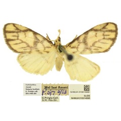 /filer/webapps/moths/media/images/P/pringlei_Tumicla_HT_BMNH.jpg