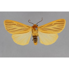 /filer/webapps/moths/media/images/M/madagascariensis_Toulgarctia_A_BMNH.jpg