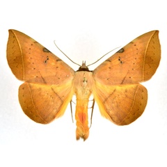 /filer/webapps/moths/media/images/C/capensis_Hypopyra_A_NHMO_02.jpg