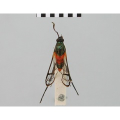 /filer/webapps/moths/media/images/S/sophax_Camaegeria_HT_BMNH.jpg