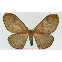/filer/webapps/moths/media/images/A/agathylla_Micragone_AF_Basquin.jpg