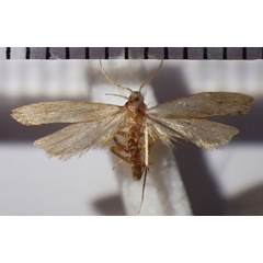 /filer/webapps/moths/media/images/A/andasibea_Dichomeris_HT_RMNH.jpg