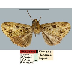 /filer/webapps/moths/media/images/F/fletcheri_Nyodes_HT_MNHN.jpg