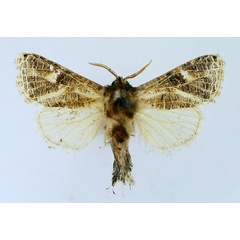 /filer/webapps/moths/media/images/R/reticulata_Salagena_AF_TMSA.jpg