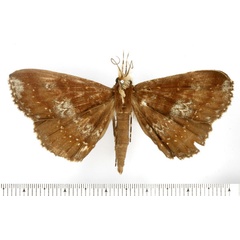 /filer/webapps/moths/media/images/L/laportei_Deinypena_AM_BMNH.jpg