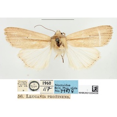 /filer/webapps/moths/media/images/P/prominens_Leucania_LTF_BMNH.jpg
