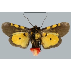 /filer/webapps/moths/media/images/R/ratovosoni_Adaphaenura_HT_MNHNb.jpg