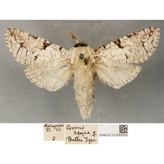 /filer/webapps/moths/media/images/S/senex_Cossus_PLTF_BMNH_02.jpg