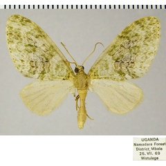/filer/webapps/moths/media/images/S/stulta_Lobidiopteryx_AM_ZSMa.jpg