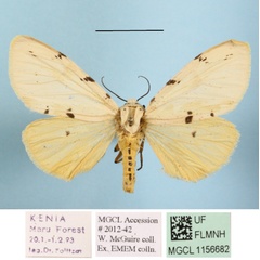 /filer/webapps/moths/media/images/M/meinhofi_Eyralpenus_AF_MGCLa_02.JPG