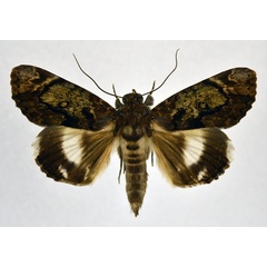 /filer/webapps/moths/media/images/L/linteola_Nagia_A_NHMO.jpg