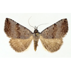 /filer/webapps/moths/media/images/A/arctinotata_Plecoptera_AM_TMSA_02.jpg