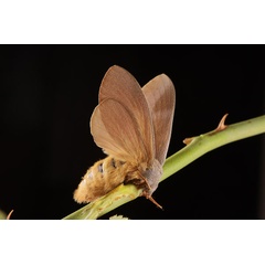 /filer/webapps/moths/media/images/M/meloui_Pallastica_AF_Schellhorn_01.jpg