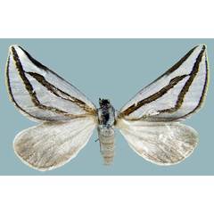 /filer/webapps/moths/media/images/N/nitidula_Conchylia_AF_ZSMa.jpg
