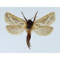 /filer/webapps/moths/media/images/O/orthocosma_Eudalaca_AM_TMSA.jpg