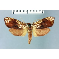 /filer/webapps/moths/media/images/M/malagassa_Dudgeonea_HT_MNHN.jpg