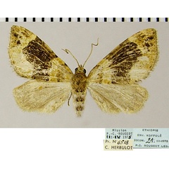 /filer/webapps/moths/media/images/Z/zukwalensis_Piercia_AM_ZSMa.jpg