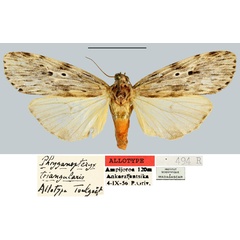 /filer/webapps/moths/media/images/T/triangularis_Phryganopteryx_AT_MNHN.jpg