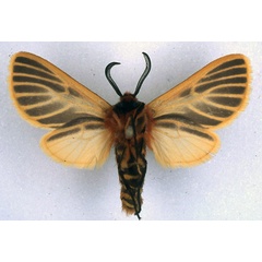 /filer/webapps/moths/media/images/F/flavivena_Metarctia_ST_BMNH_02.jpg