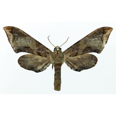 /filer/webapps/moths/media/images/V/virescens_Chloroclanis_AF_Basquin.jpg