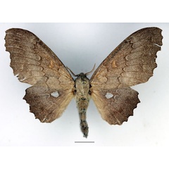 /filer/webapps/moths/media/images/C/cinerascens_Mimopacha_AF_Basquin_02.jpg