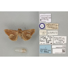 /filer/webapps/moths/media/images/P/pierronii_Odontina_LT_BMNHa.jpg