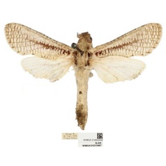 /filer/webapps/moths/media/images/P/prozorovi_Davidlivingstonia_HT_BMNH.jpg