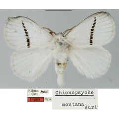 /filer/webapps/moths/media/images/M/montana_Chionopsyche_HT_SNHM.jpg
