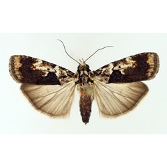 /filer/webapps/moths/media/images/P/persinuosa_Mesogenea_AF_TMSA_02.jpg