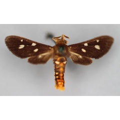 /filer/webapps/moths/media/images/L/lamborni_Anapisa_A_BMNH.jpg