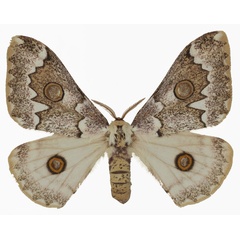/filer/webapps/moths/media/images/A/angulata_Usta_AF_Basquina.jpg