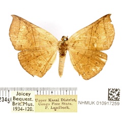 /filer/webapps/moths/media/images/S/submarginalis_Hypopleurona_AF_BMNH.jpg