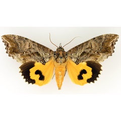 /filer/webapps/moths/media/images/P/phalonia_Eudocima_AF_TMSA_01.jpg