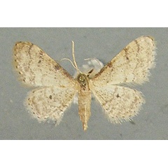 /filer/webapps/moths/media/images/P/plesioscotia_Idaea_AF_TMSA.jpg