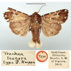 /filer/webapps/moths/media/images/L/leucura_Trachea_HT_BMNH.jpg