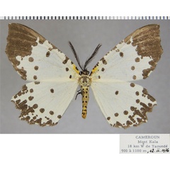 /filer/webapps/moths/media/images/T/tenuiorata_Narthecusa_AM_ZSMa.jpg