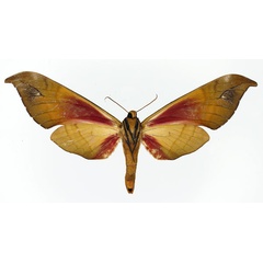 /filer/webapps/moths/media/images/G/goodii_Phylloxiphia_AF_Basquin_02.jpg