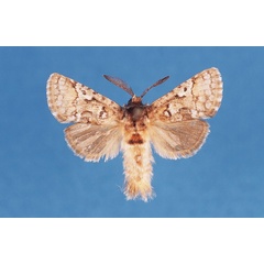 /filer/webapps/moths/media/images/I/iridescens_Arbelodes_AM_TMSA.jpg