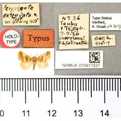 /filer/webapps/moths/media/images/E/extenuata_Paryphanta_HT_BMNH.jpg