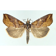 /filer/webapps/moths/media/images/C/commoda_Plusiodonta_AF_TMSA_02.jpg