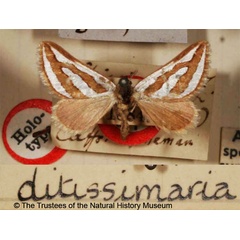 /filer/webapps/moths/media/images/D/ditissimaria_Conchylia_HT_BMNH.jpg