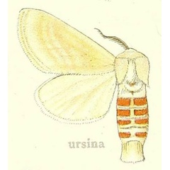 /filer/webapps/moths/media/images/U/ursina_Dasychira_HT_Hering_24e.jpg