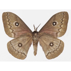 /filer/webapps/moths/media/images/T/tyrrhea_Gonimbrasia_AM_Basquinb.jpg