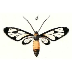 /filer/webapps/moths/media/images/O/ochsenheimeri_Syntomis_HT_Boisduval_7_4.jpg