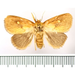 /filer/webapps/moths/media/images/R/rugosa_Cosuma_AF_BMNH.jpg