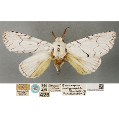 /filer/webapps/moths/media/images/M/malgassica_Stauropus_PLT_BMNH.jpg