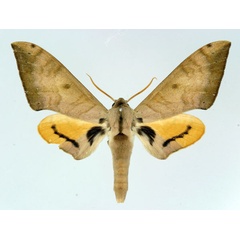 /filer/webapps/moths/media/images/T/tomensis_Pseudoclanis_AM_Basquin.jpg