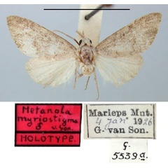/filer/webapps/moths/media/images/M/myriostigma_Metanola_HT_TMSA.jpg